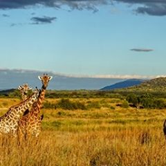 Кухонный фартук Фауна 061 МДФ матовый (3000) Fauna в Новоуральске - novouralsk.mebel24.online | фото